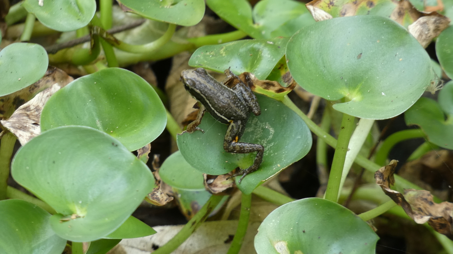Colostethinae image