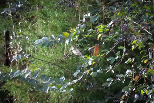 Ruby-crowned Kinglet photographed in Alabama