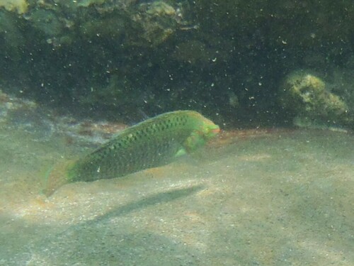 Argus Wrasse — seen at this dive site