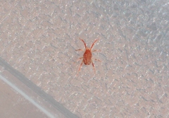 Balaustium