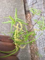 Quercus phellos