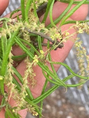 Quercus phellos