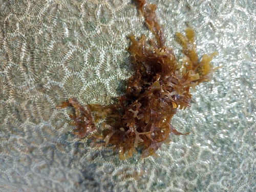 Dictyopteris delicatula observed 2023-12-15