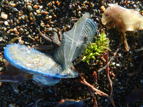 photo of By-the-wind Sailor (Velella velella)