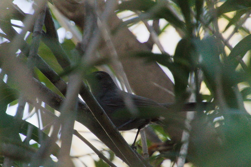 Gray Catbird photographed in Arizona