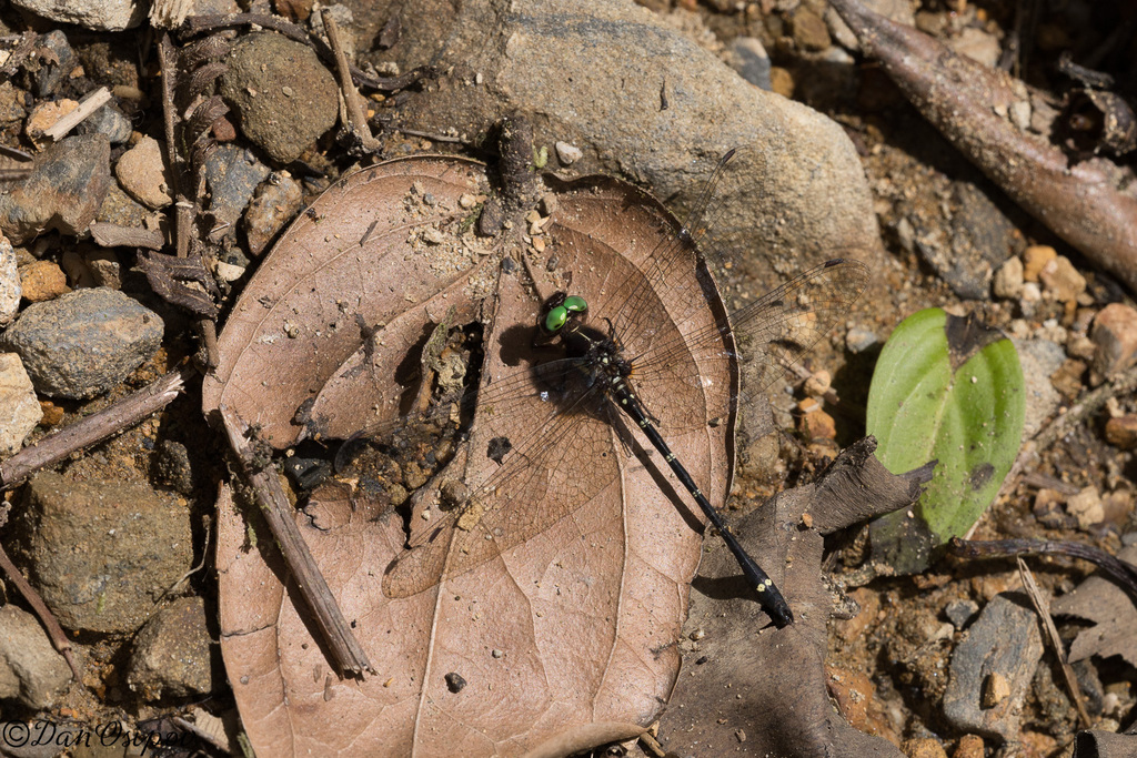 Gomphomacromia fallax