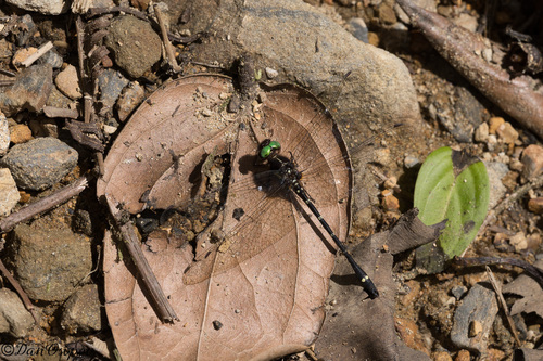 Gomphomacromia fallax