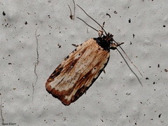Agonopterix atrodorsella