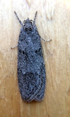 Semioscopis inornata