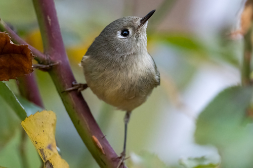Ruby-crowned Kinglet, photo 9 of 10