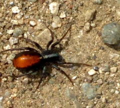 Araneae