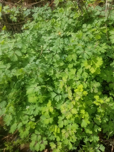 iNaturalist observation photo of Fendler's Meadow-rue