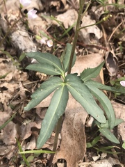 Cardamine diphylla