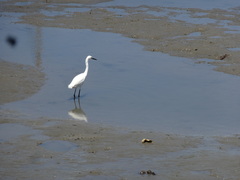 Egretta thula image