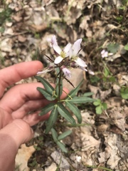 Cardamine diphylla