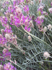 Astragalus flavus argillosus