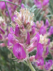 Astragalus flavus argillosus