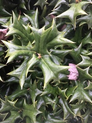 Ilex cornuta