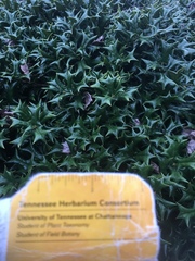 Ilex cornuta