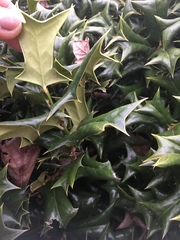 Ilex cornuta