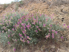 Astragalus flavus argillosus