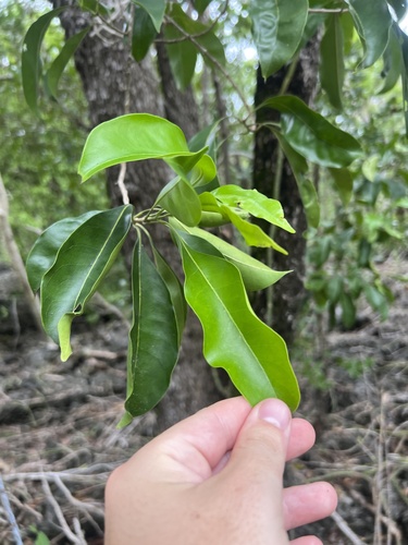 Ironwood (Chionanthus caymanensis)
