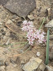 Allium macropetalum