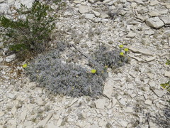 Grusonia