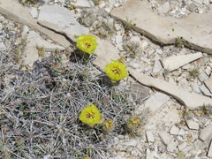 Grusonia