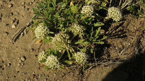 Asynthema gracile (Asynthema gracile)