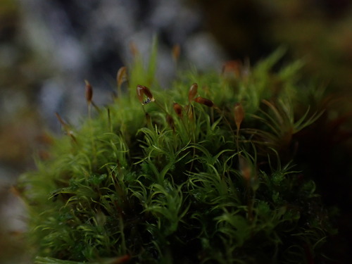 Image of Cynodontium jenneri by no rights reserved