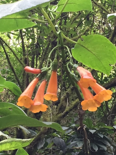 Solenophora calycosa