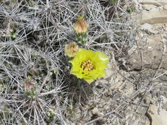 Grusonia