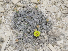 Grusonia