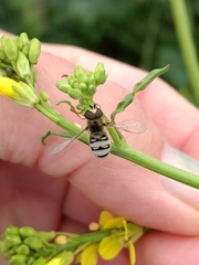 Entomophthora
