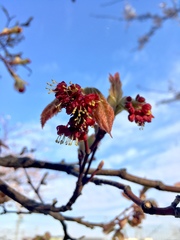 Acer japonicum
