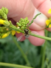 Entomophthora