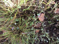 Trifolium macraei