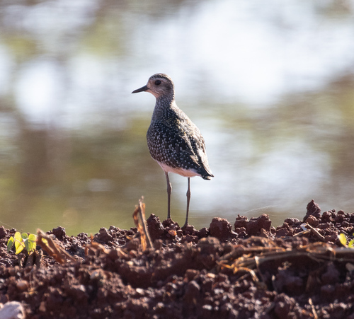 Chorlito dorado americano (Pluvialis dominica)
