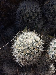 Escobaria organensis
