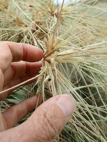 Spinifex