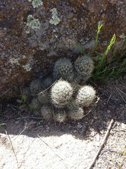 Escobaria organensis