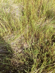 Festuca idahoensis