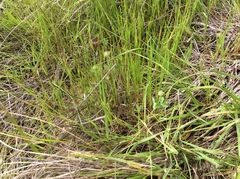 Trifolium microcephalum