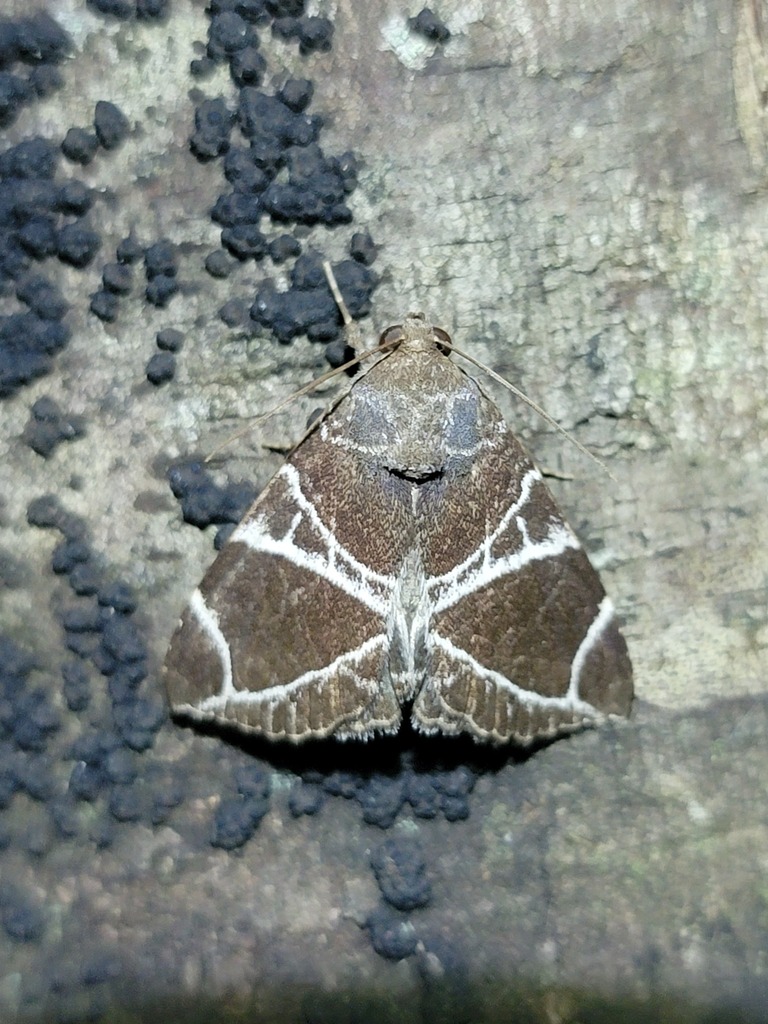 Parallelia leucogramma