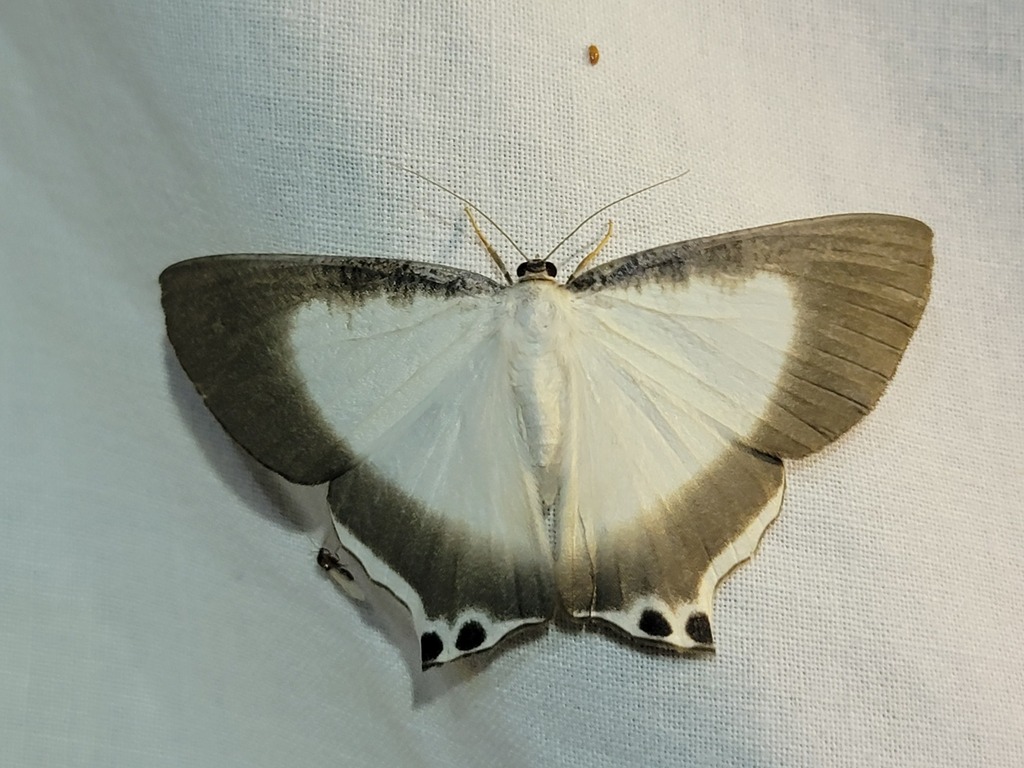 Cyphura extensa