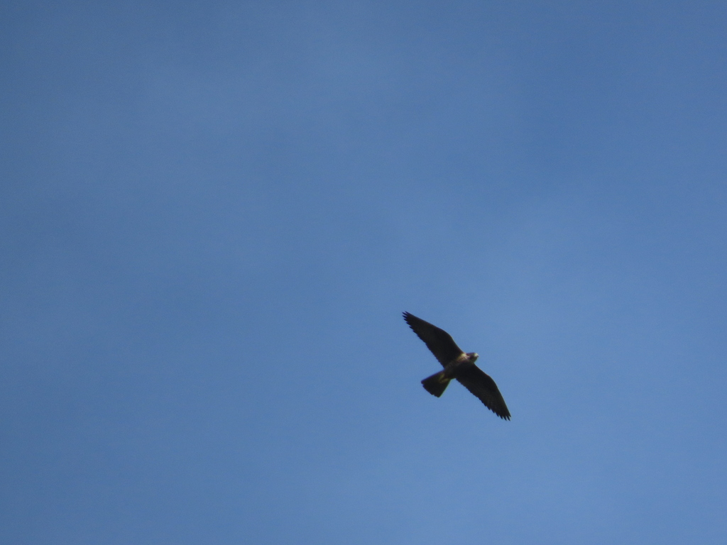 Peregrine Falcon from San Felíx, Provincia de Chiriquí, Panamá on ...