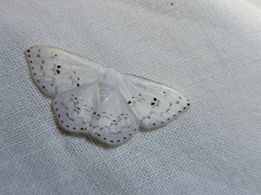 Teldenia nigrinotata