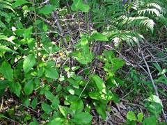 Bupleurum longiradiatum