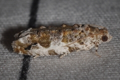 Proteoteras naracana